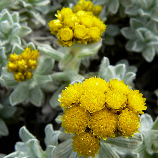 Aromatherapy-oil1 Aromatherapy-oil1