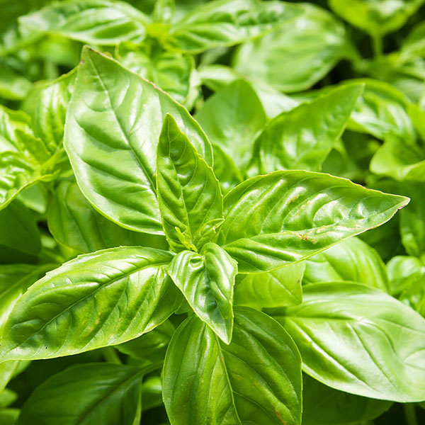 Basil-Oil1