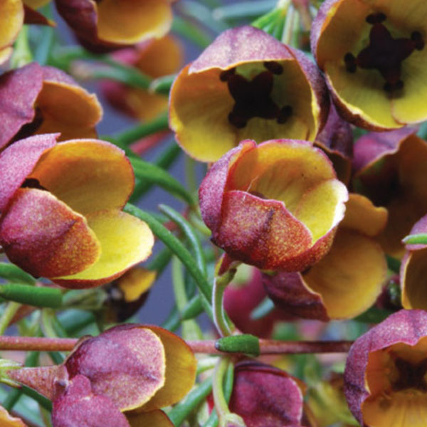 Boronia-Absolute-Oil2