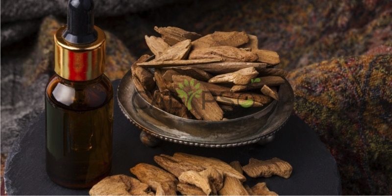 Agar Ağacı Yağı
