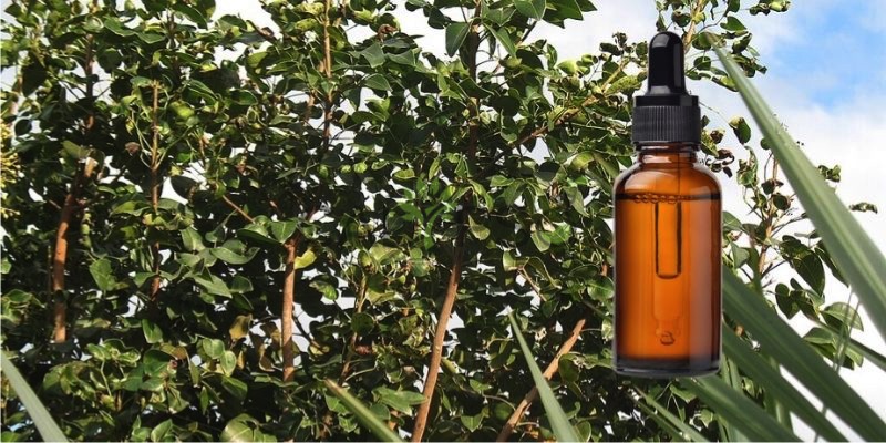 Amyris Oil