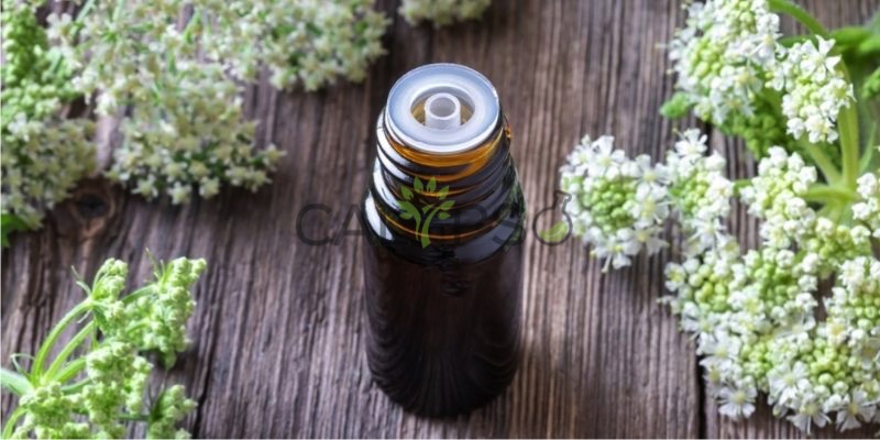 Angelica Oil