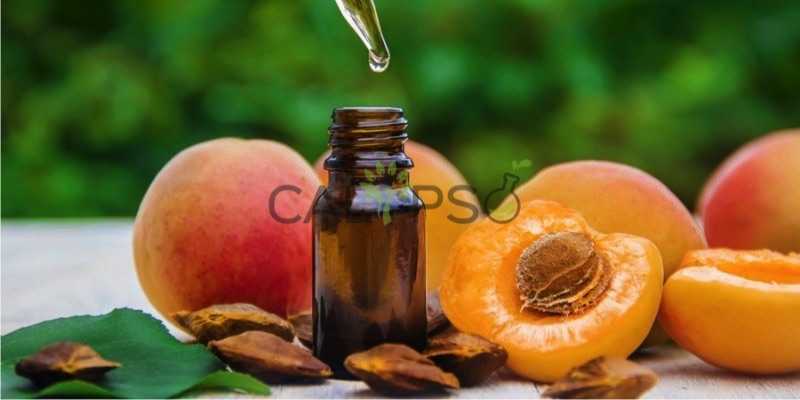Minyak Pembawa Kernel Aprikot