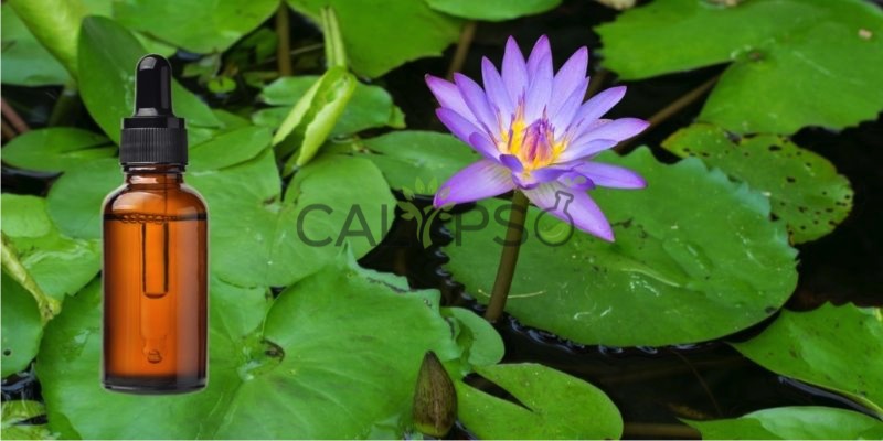 DầU Nguyên ChấT Sen Xanh