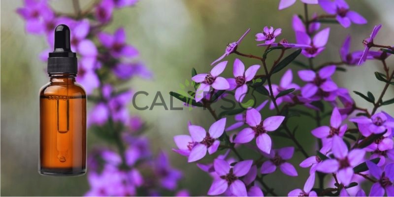 Boronia Absolute Oil