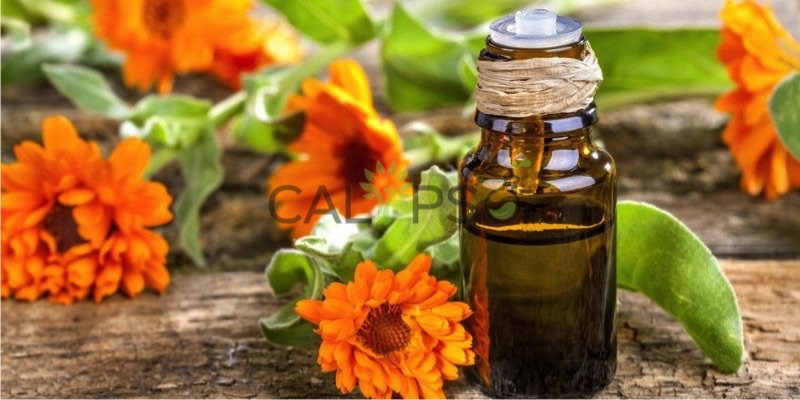 DầU TuyệT ĐốI Calendula