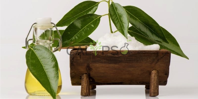 Camphor Oil