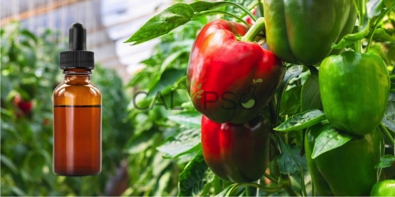 Óleo De Capsicum