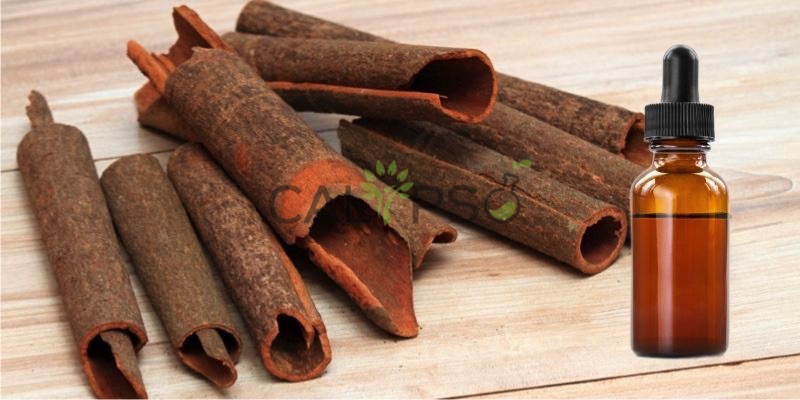 Cassia Oil