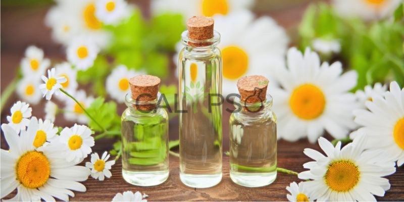 Minyak Romawi Chamomile