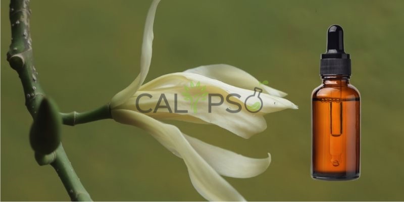 Champaca White Absolute Oil
