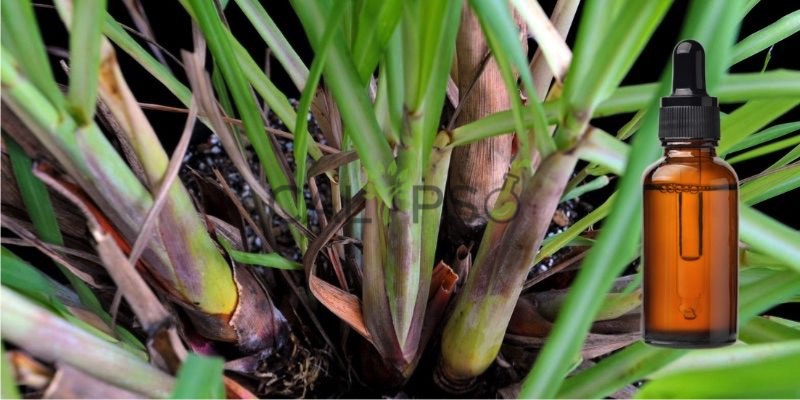 Citronella Java Oil