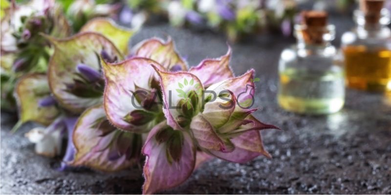 Clary Sage Oil