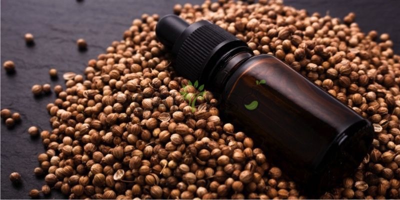 Coriander Oil