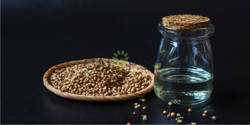 Coriander Oil