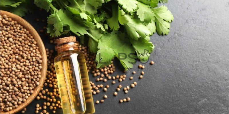 Coriander Seed Oil