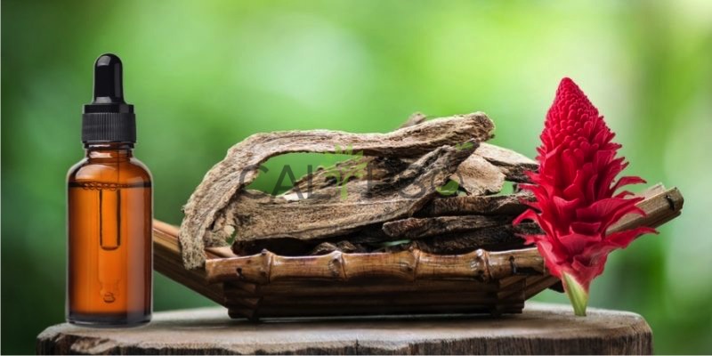 Costus Root Oil