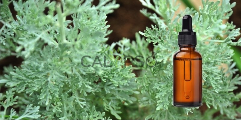 Davana Oil