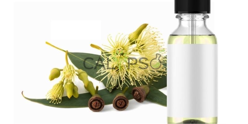 Eucalyptus Globulus Oil