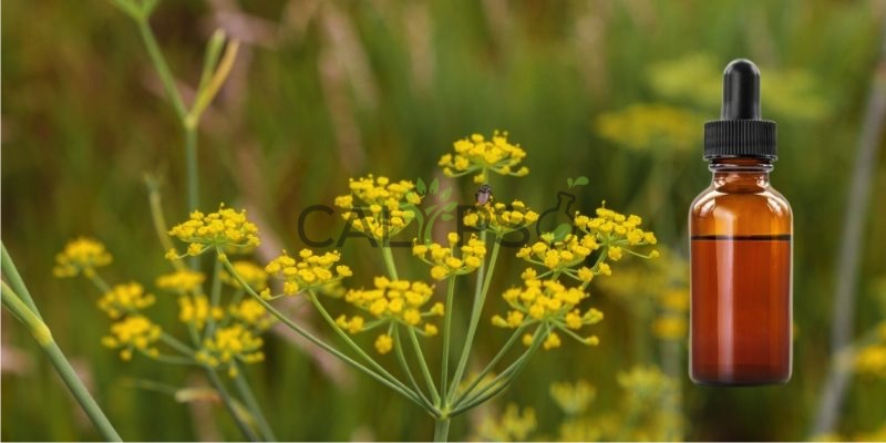 Fennel Sweet Oil
