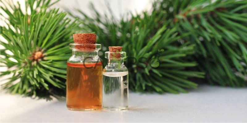 Fir Balsam Absolute Oil
