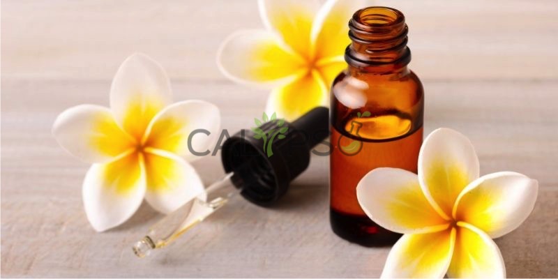 DầU Nguyên ChấT Frangipani
