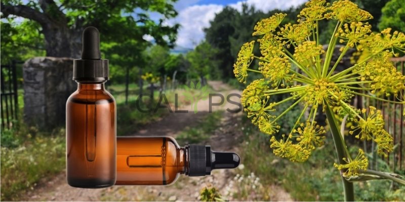 Galbanum Oil