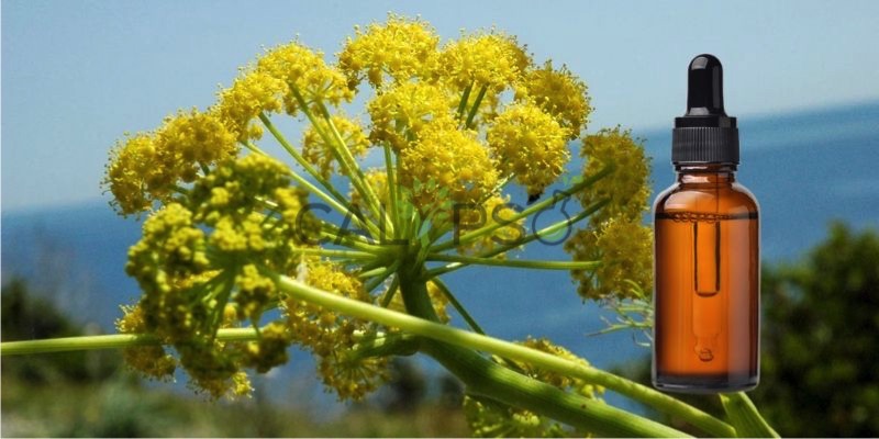Galbanum Oil
