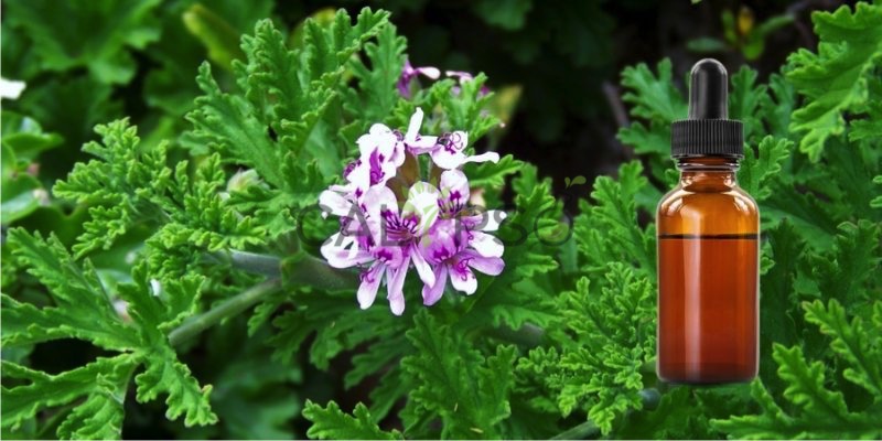 Geranium Bourbon Oil