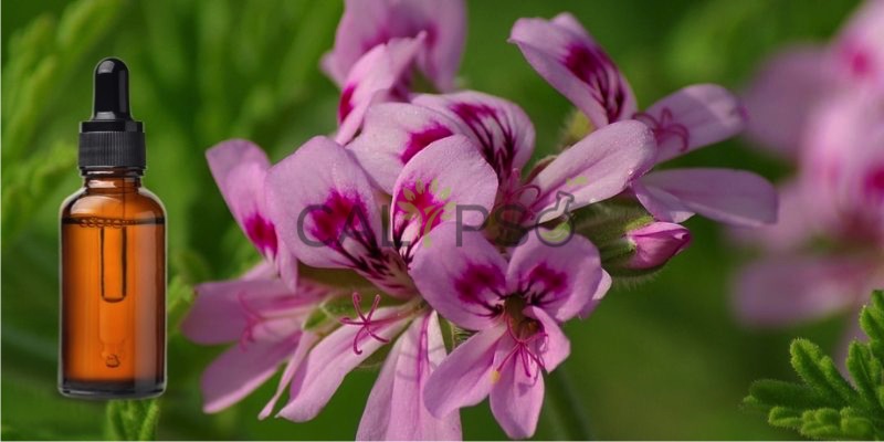Geranium Leaf Absolute Oil