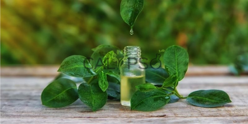 Green Tea Absolute Oil