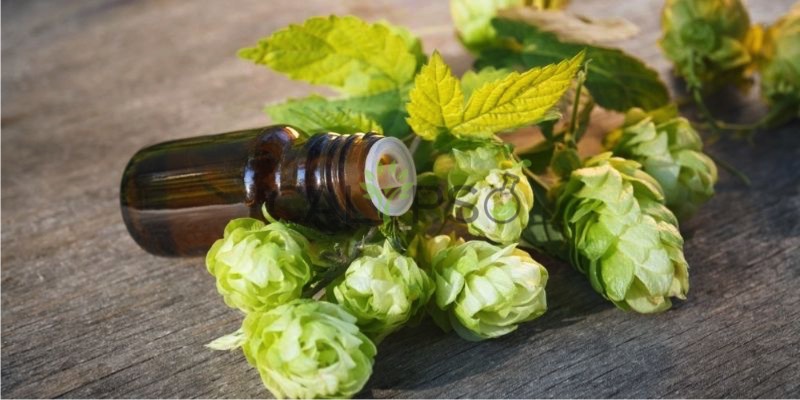 Hops Absolute Oil