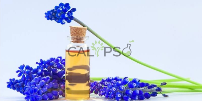 Hyacinth Absolute Oil