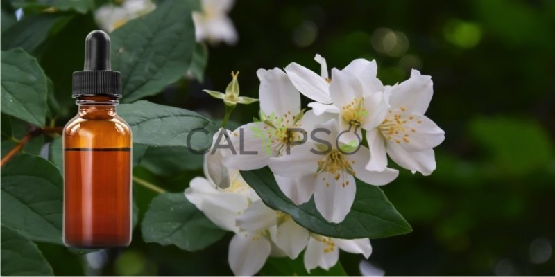 Jasmine Absolute Oil