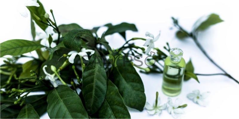 Jasmine Auriculatum Absolute Oil