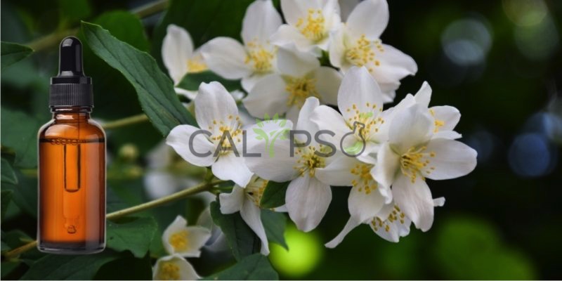 Jasmine Grandiflorum Absolute Oil