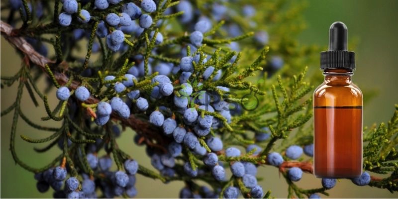 Juniper Berry Oil