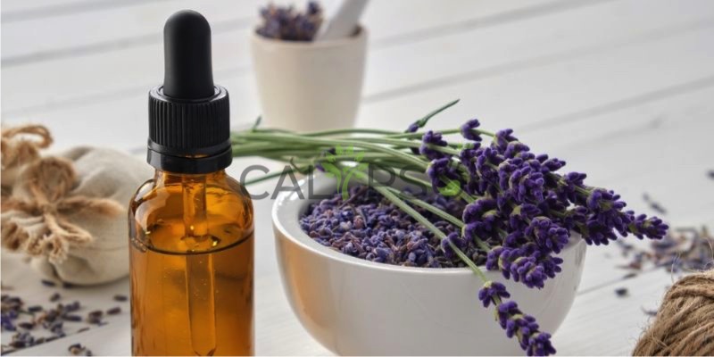 Lavender Absolute Extra Oil
