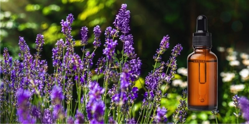 Lavender Green Absolute Oil
