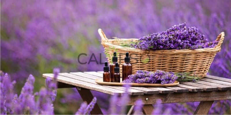 Lavender Oil
