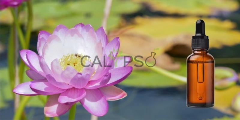 Lotus Pink Absolute Oil
