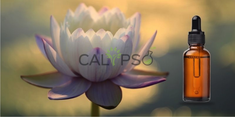 Lotus White Absolute Oi