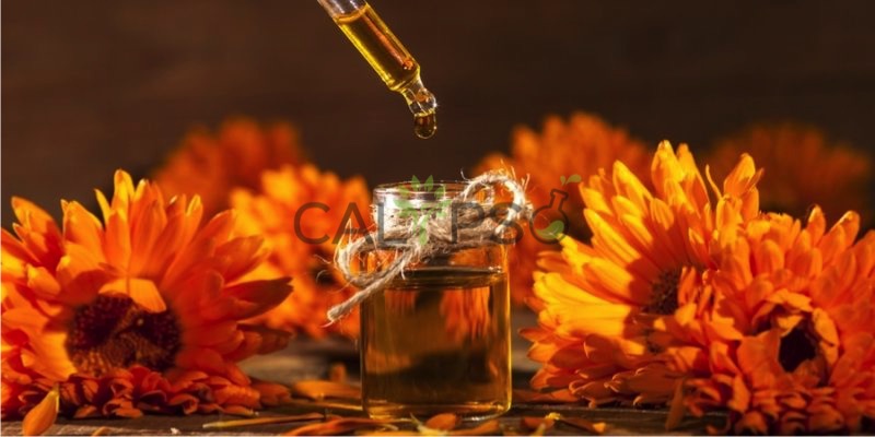 Marigold Absolute Oil