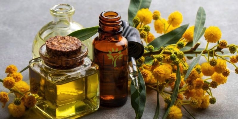DầU TuyệT ĐốI Mimosa