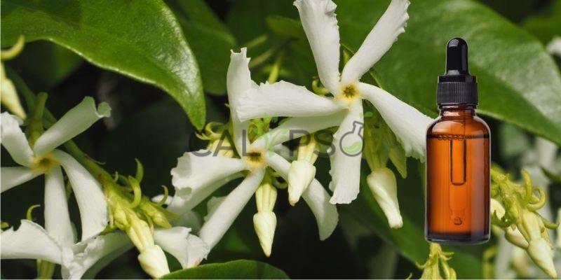 DầU TuyệT ĐốI Mogra