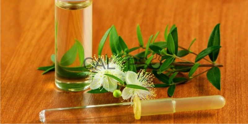 Myrtle Oil