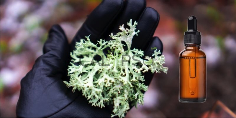 Oakmoss Absolute Oil