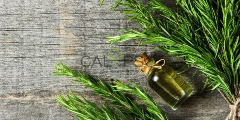 Rosemary Oil