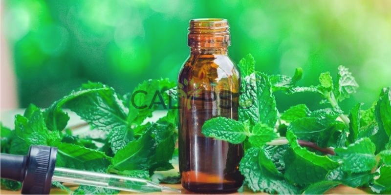 Spearmint Oil