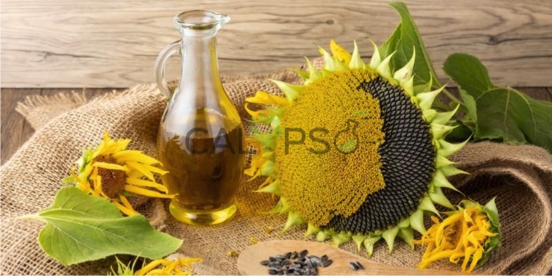 Sunfower Oil